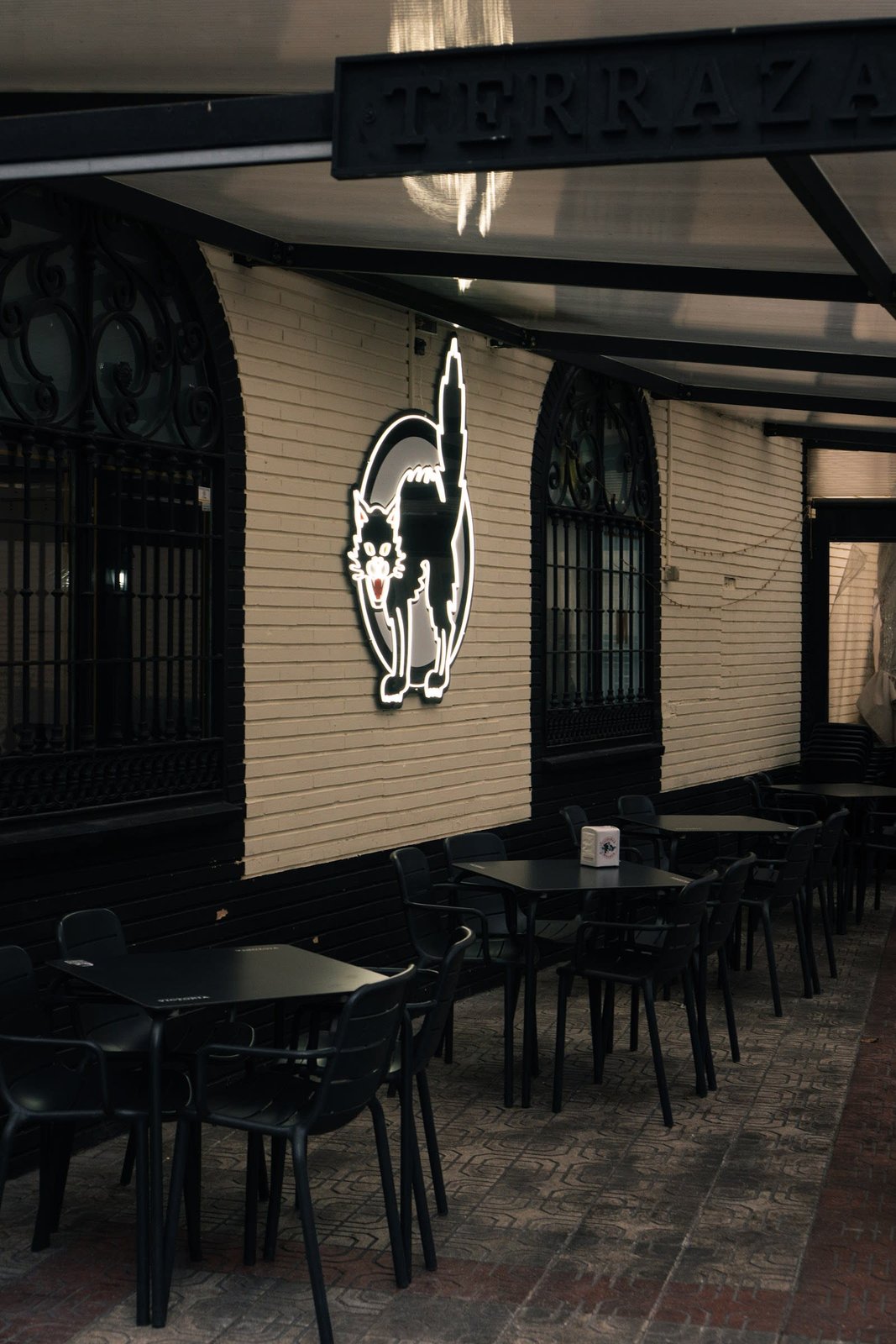 El gato Dan
